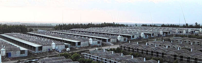 東莞市菜籃子,生豬網(wǎng)上交易,生豬網(wǎng)上交易及溯源平臺(tái)